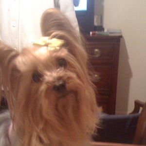 Meet your Posher, Tr